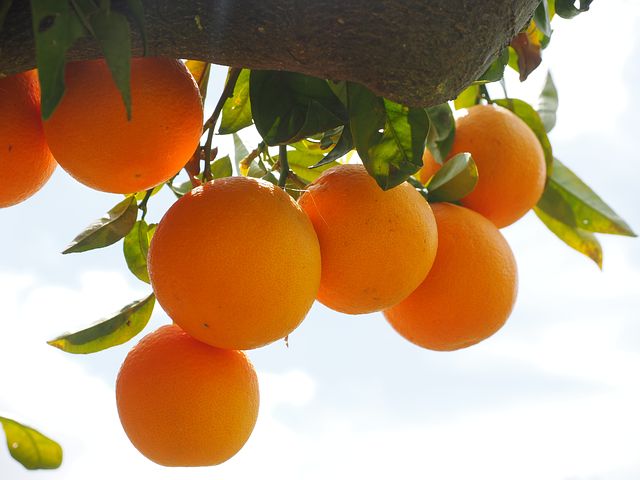 ミカンを種から育ててみよう 柑橘類の発芽率はハンパなし Nohmiso Com