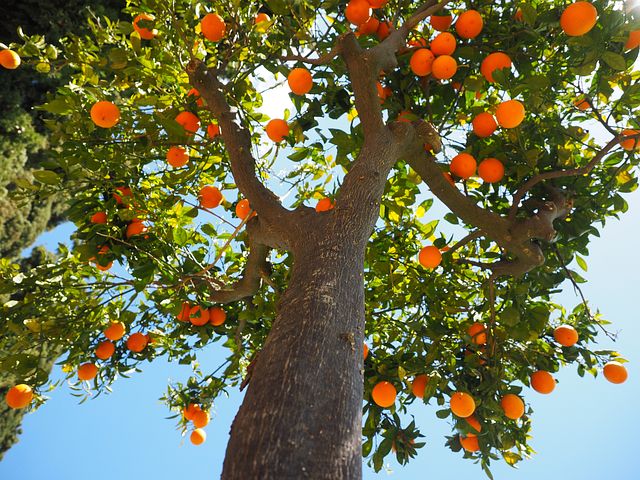 ミカンを種から育ててみよう 柑橘類の発芽率はハンパなし Nohmiso Com