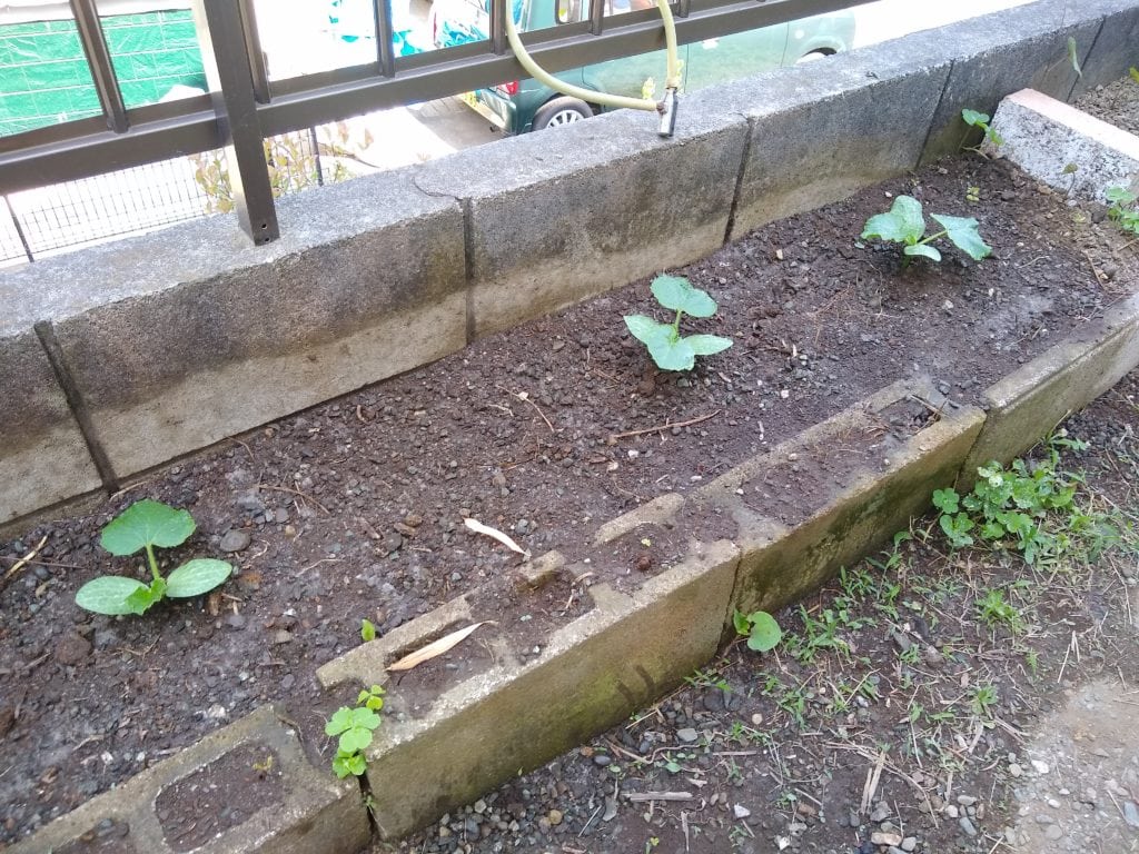 カボチャを種から　庭に定植