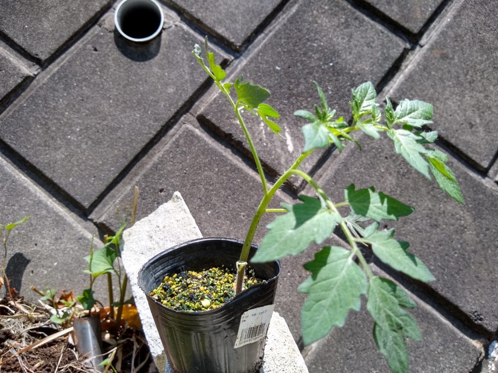 トマト　種から1ヶ月